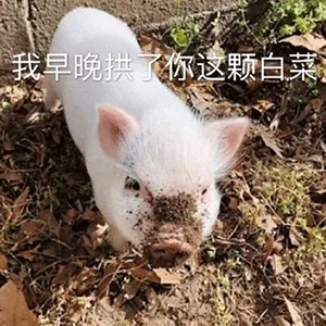 300_300gif 动态图 动图