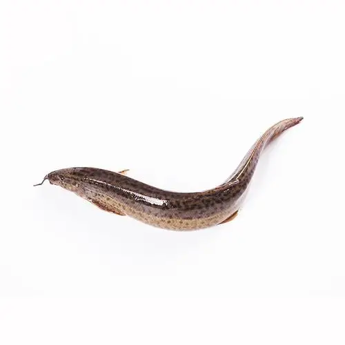 大菜园 泥鳅 新鲜泥鳅 淡水泥鳅 活泥鳅 发货 顺丰 ,1.5kg【3斤】