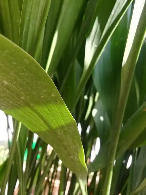 在逆境中生存的一叶青