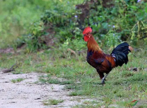 红原鸡-4-公鸡对比13_b0971.jpg