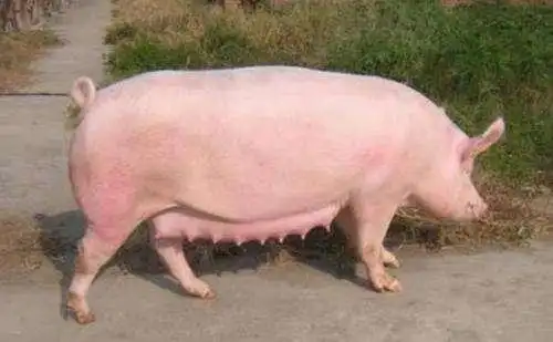 母猪保健药的选择方法