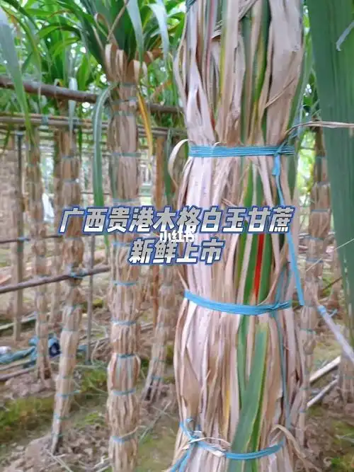 广西贵港木格白玉甘蔗