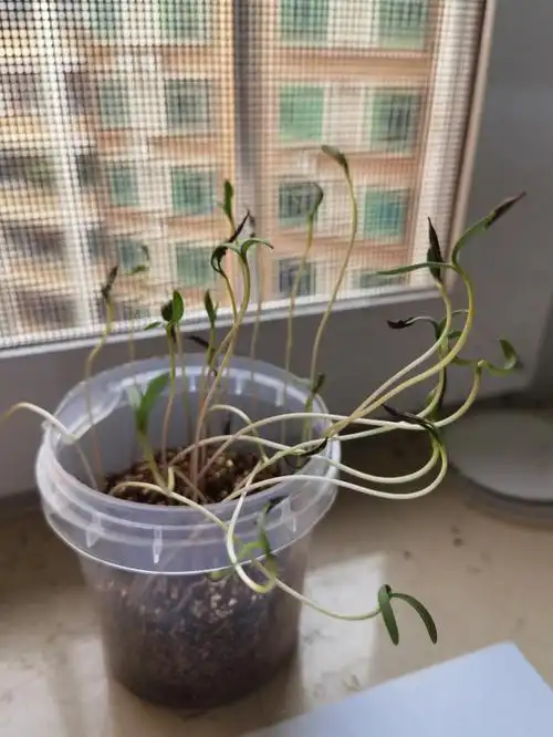 播种种花波斯菊和薰衣草