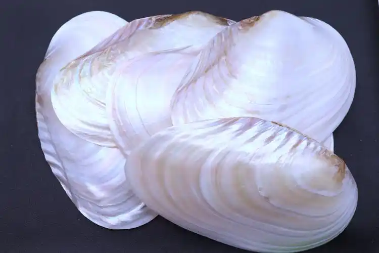 天然大珍珠蚌壳超大贝壳拍摄道具鱼缸水族造景摆件果盘餐盘