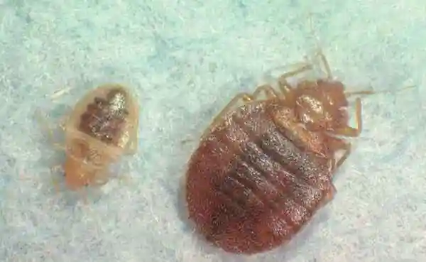 床虱是怎么来的怎样才能更好消灭床虱健康