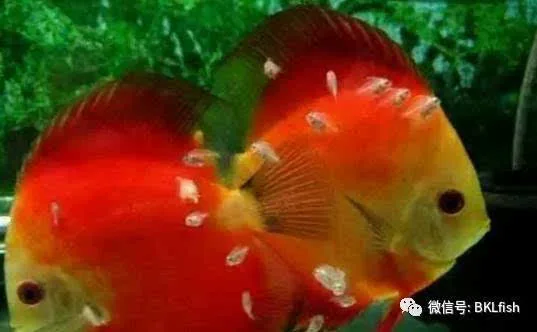 涨姿势 | 九种方法分辨七彩神仙鱼的雌雄,准确率99%