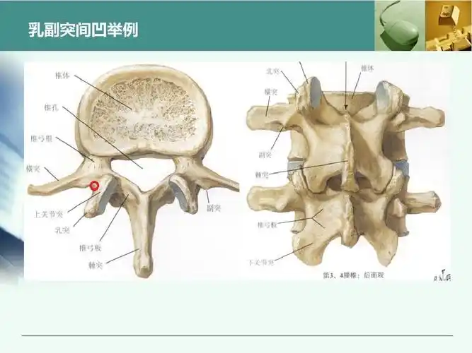最全胸腰椎椎弓根置钉技术