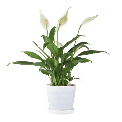 白掌盆栽植物时尚家居办公室内阳台开花绿植盆栽美酒一帆风顺加仑盆带