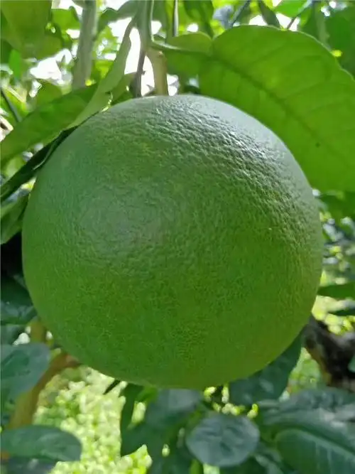 翡翠青柚苗泰国红心翡翠青柚苗泰国红肉翡翠蜜柚苗产量好效益高