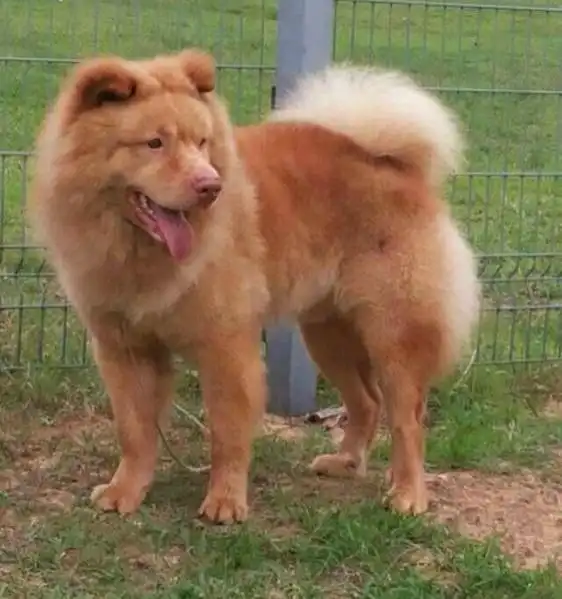 民间俗称"蓬毛狗",也被认为是松毛狗的一种,东莞五红土狗的眼睛特别小