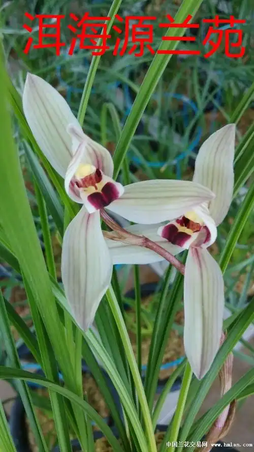 心心相印 2.5苗 015 - 中国兰花交易网