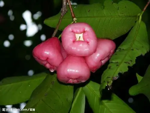 请问这种是什么果实?