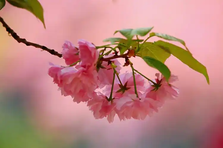 阳春三月,最是红樱绚烂