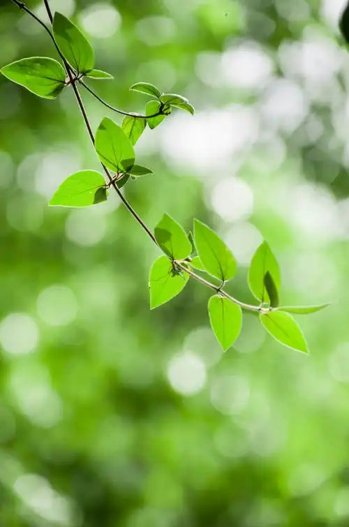 有没有很阳光清新绿色自然让人心情好的风景壁纸