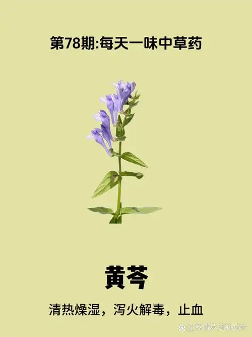 第78期:每天了解一味中草药|黄芩 (qin)