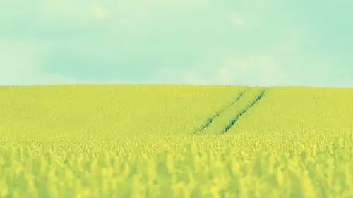 油菜花唯美花海小清新电脑桌面壁纸_风景壁纸_壁纸下载_美桌网