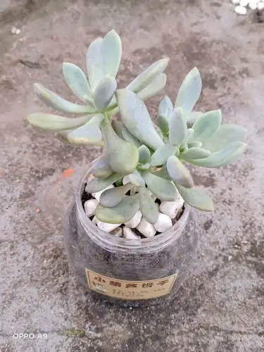 多肉中的"冬美人"