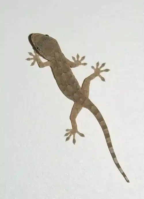 壁虎图片壁虎,蜥蜴的一种,又称"守宫".