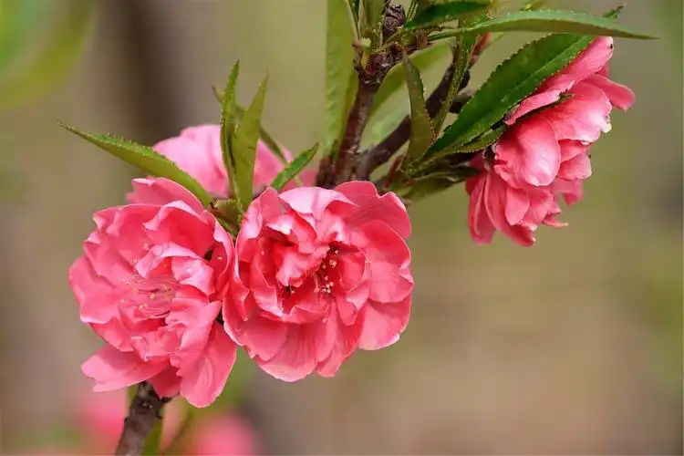 紫叶桃(紫叶桃树是什么品种)