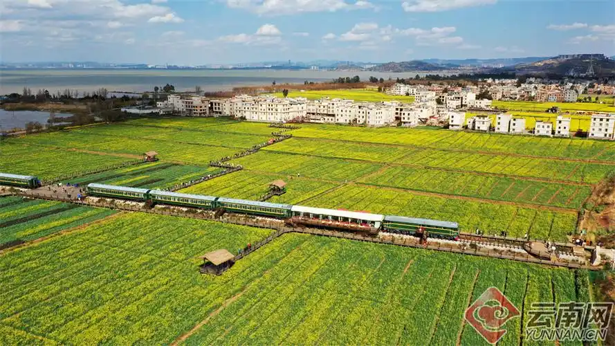 有一种叫云南的生活|昆明晋宁沙堤村:油菜花开春来早