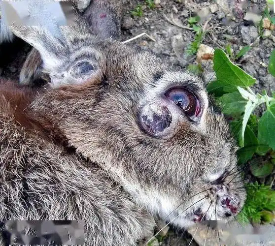 人兔战争持续150年澳大利亚完败100亿只兔子该怎么消灭