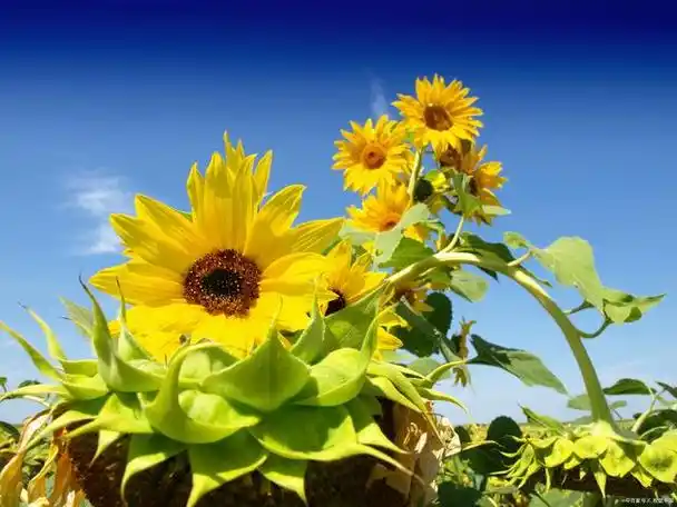 要做一朵向日葵面朝你心纳阳光