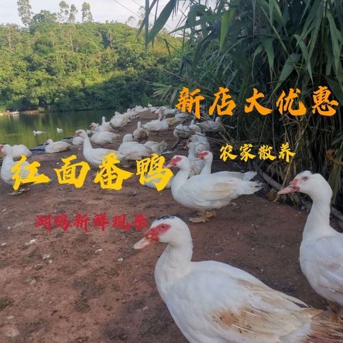 红面番鸭农家散养老土鸭公母鸭子白切青年超长大头红头鸭新鲜优质