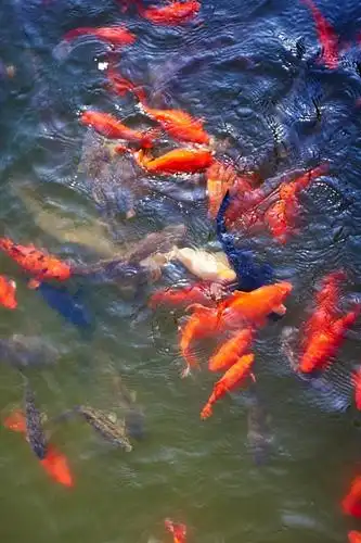 鱼儿鱼儿水中游