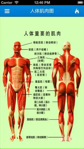 health and fitness 视频健身-运动练出好身材