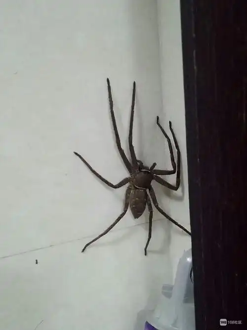家里突然闯进来一只这么大的蜘蛛