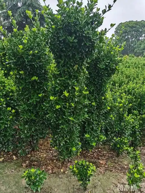 高度200厘米大叶黄杨柱