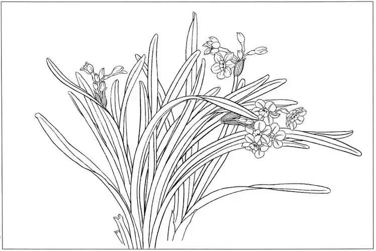 太美了!这一组白描水仙