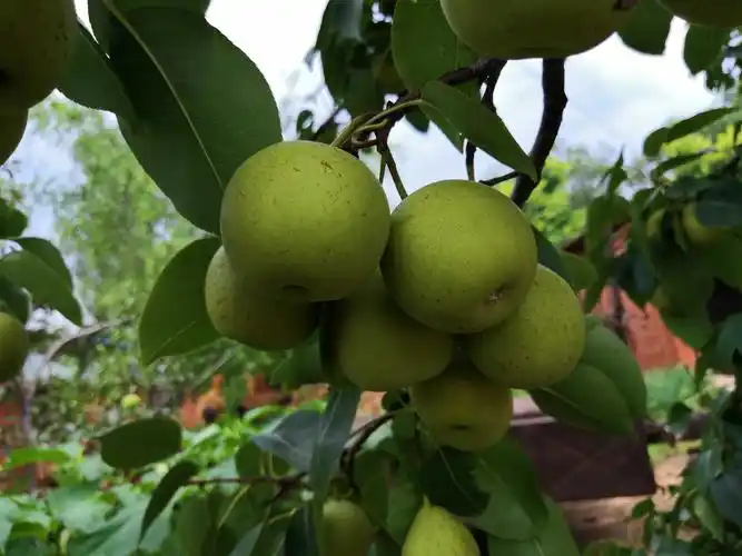 秋天到了,梨子熟了