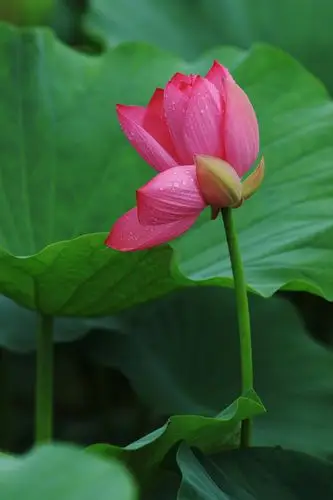 空军1号张珣的美篇 映日荷花别样红