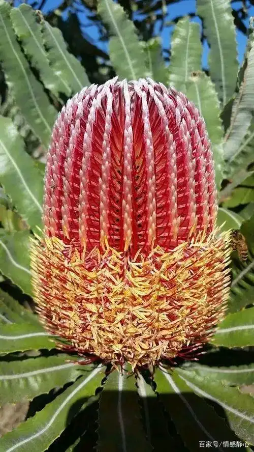 难得一见的奇花异草