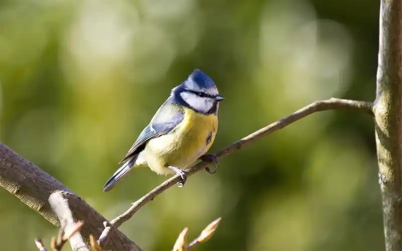 站在树枝上的小鸟图片鸟类小鸟