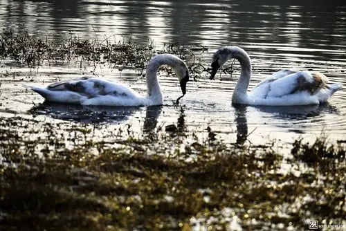 根据摄影作品编撰天鹅与癞蛤蟆的较量