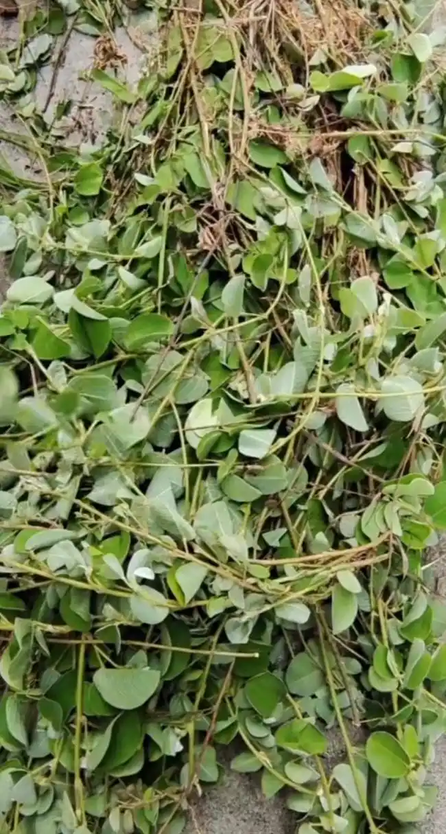 野生金钱草又叫"拉拉藤",是一种常见的藤本植物.它的叶片很小,像钱币