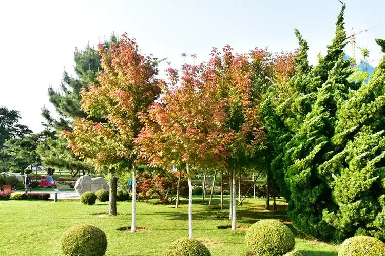 200605红叶复叶槭