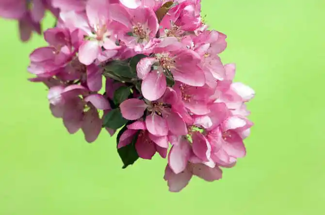苹果花图片_图片大全