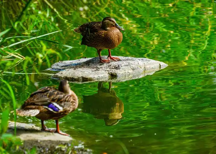 一只小鸭子 - 美篇