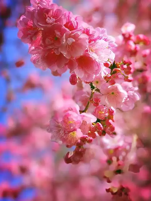 昆明浪漫樱花季一年一会