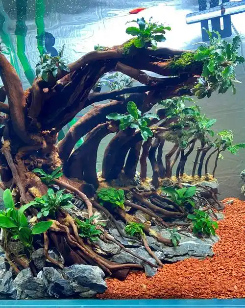 布置水草最佳的玩家定制的印尼赛级型九零缸草缸造景骨架作品