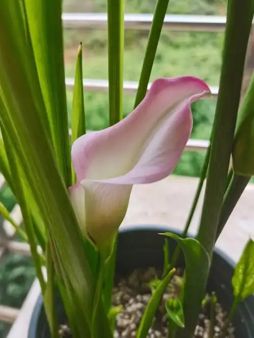 粉色马蹄莲清新脱俗