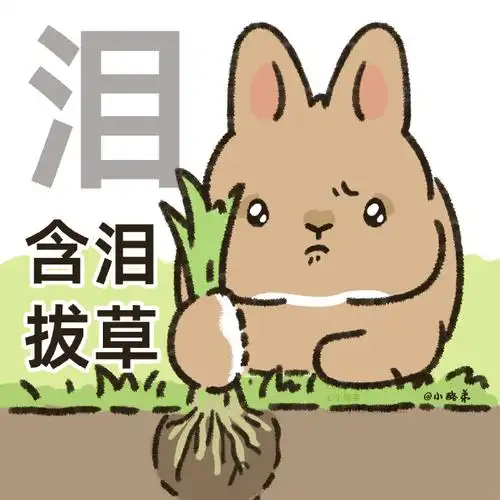 兔兔小酪弟#🧀#表情包#食草动物狂喜!