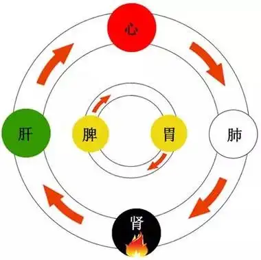 首先,人体一气循环的基本模式就是气从肾水中向左升起,到达肝木,肝气
