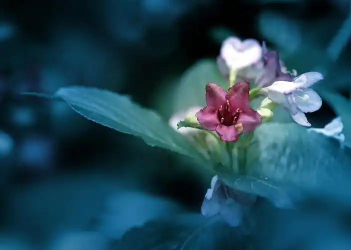 花卉摄影║海仙花的传说