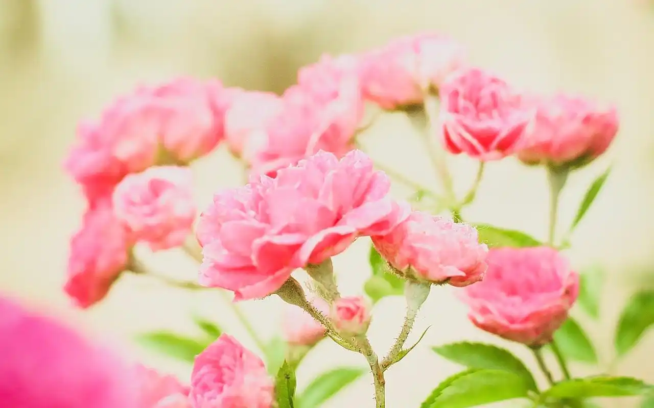 夏日小清新花卉高清桌面壁纸