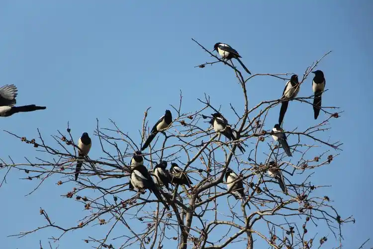冬日风景美喜鹊满枝头