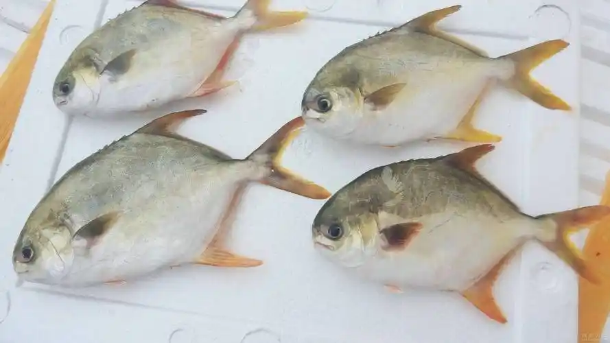 金鲳鱼池塘养殖技术和网箱养殖技术